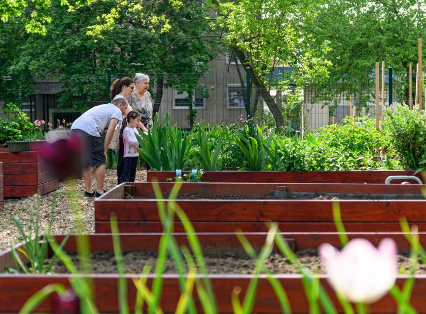 Another Community Garden Opens in Tócóskert