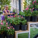 Community Float Decoration Now a Tradition During Debrecen Debrecen Flower Carnival